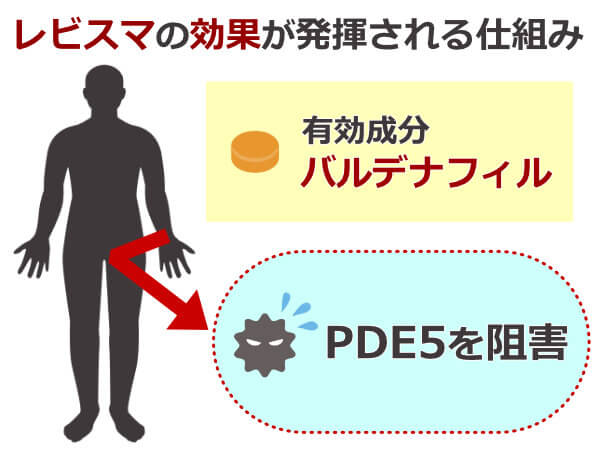 レビスマの効果が発揮される仕組み